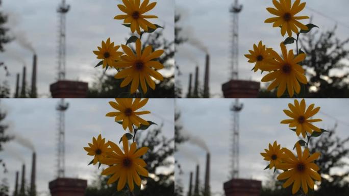 在多云的天空中，在热电联产的烟囱附近生长着鲜亮的黄色小花。全球变暖，环境灾难和使用不可持续燃料的概念