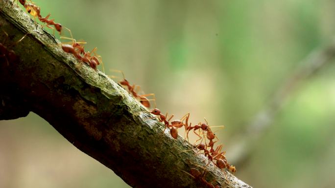 微距蚂蚁