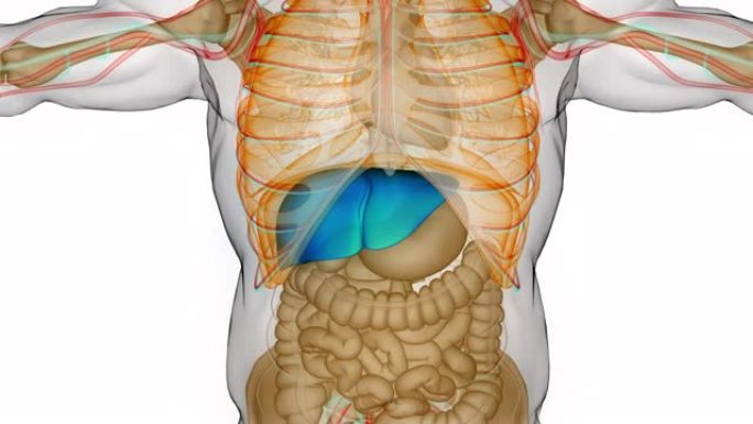 人体消化器官肝脏解剖动画概念