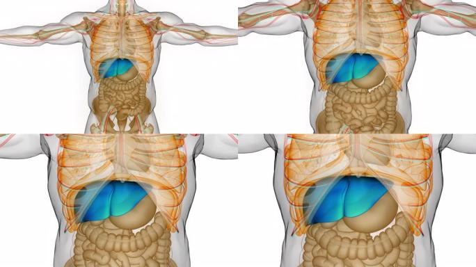 人体消化器官肝脏解剖动画概念
