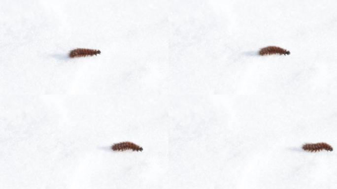 早春的红宝石虎蛾毛毛虫在雪地上缓慢移动