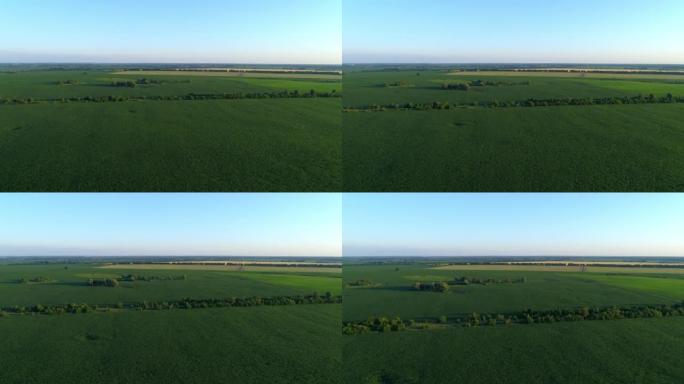 鸟瞰一片绿色的玉米田，无人机飞过农业玉米田