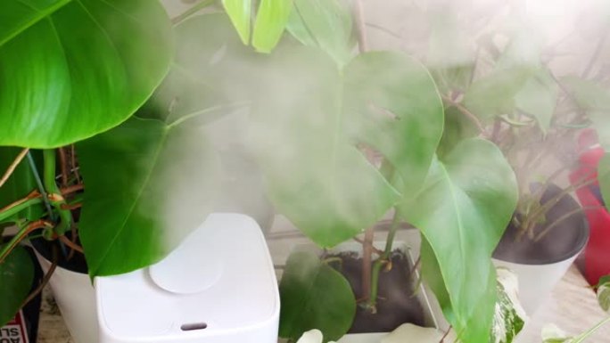 一种用于加湿空气的白色装置在盆栽室内植物附近工作。
