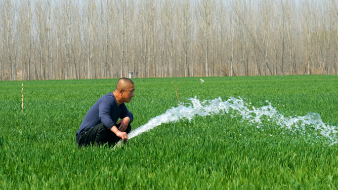 农民灌溉，浇水，浇麦子
