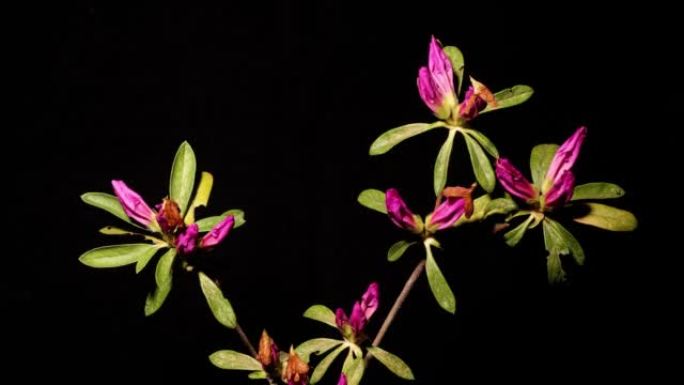 盛开的粉红色杜鹃花simsii Planch花 (印度Azale或Sims的杜鹃花) 的延时镜头由于
