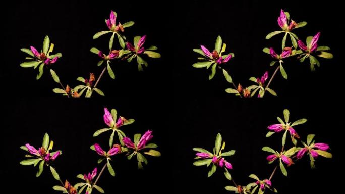 盛开的粉红色杜鹃花simsii Planch花 (印度Azale或Sims的杜鹃花) 的延时镜头由于