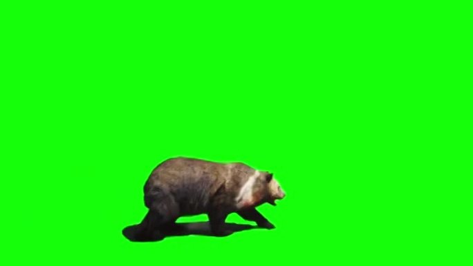 熊在绿色屏幕上行走