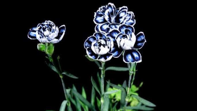 蓝色康乃馨花在黑色背景上的时间流逝中绽放特写。观赏花园康乃馨