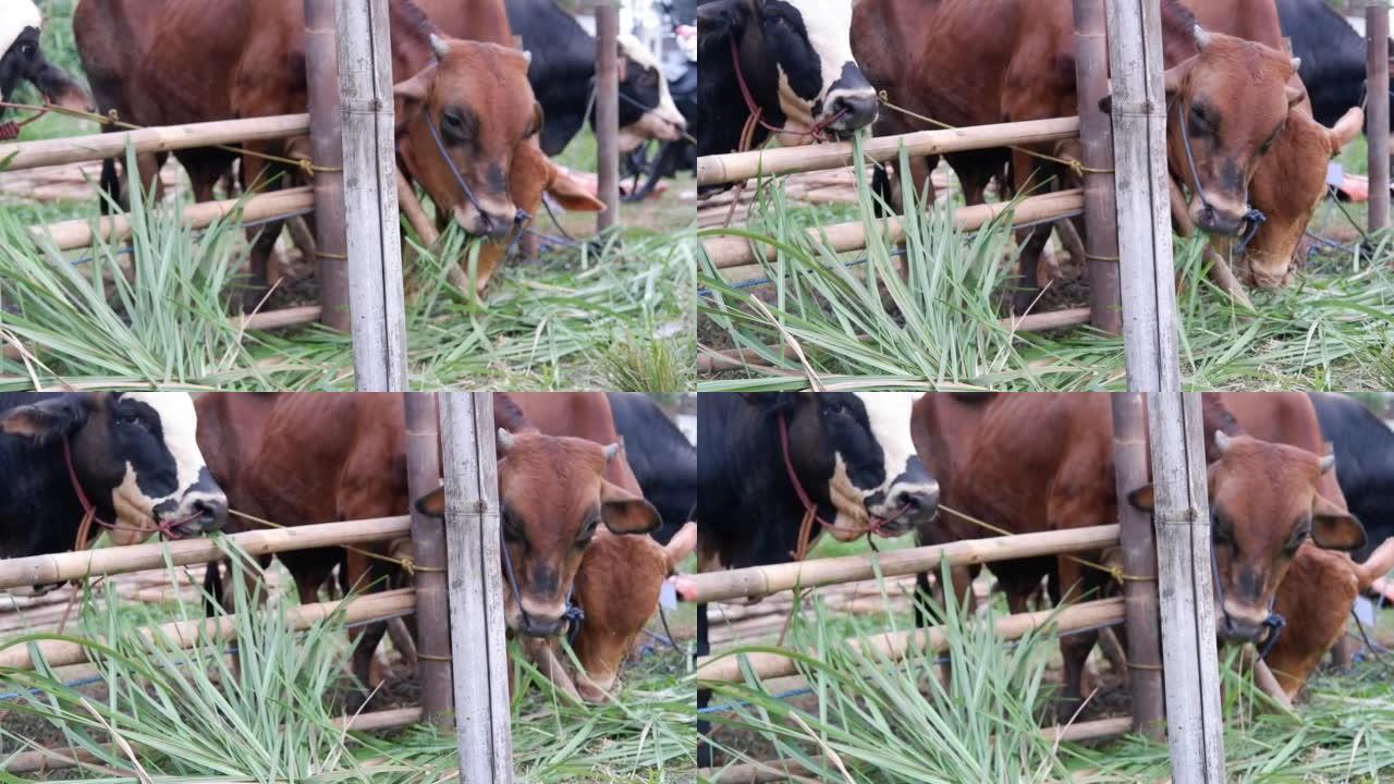 在开斋节，河湾库尔班，库尔班，萨皮库尔班，河湾库尔班的祭祀准备期间，牛或牛在动物市场上吃草。