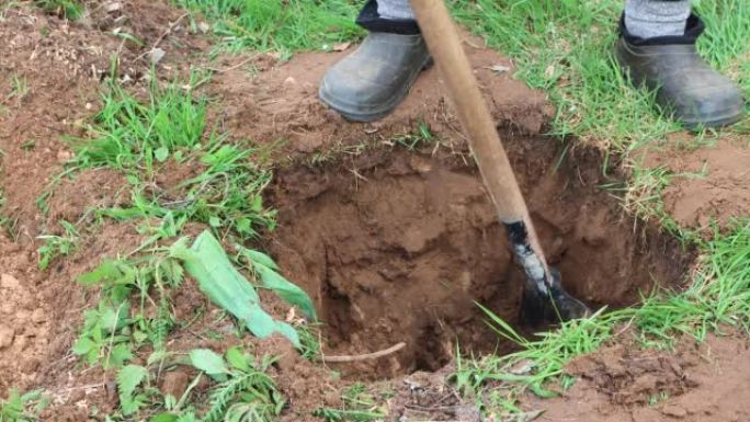 一名男子用铲子挖洞种植一棵树特写。