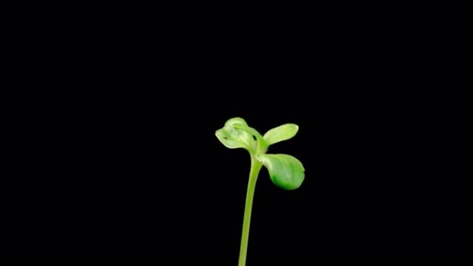 向日葵植物生长的时间流逝