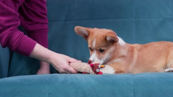 主人给可爱的威尔士柯基犬彭布罗克或开衫小狗带来了新玩具，并压在上面，使其吱吱作响并引起宠物的注意。狗