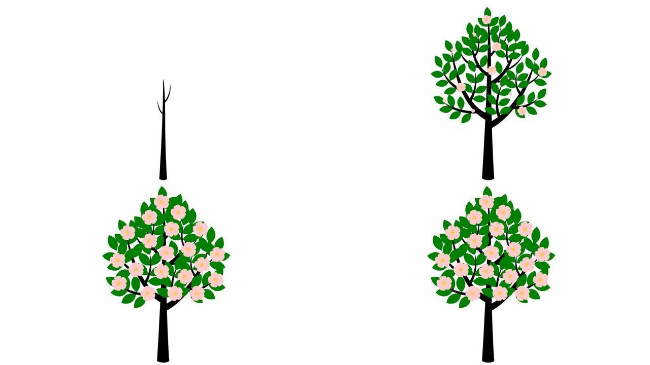 树逐渐生长，黑色的树枝上出现绿色的叶子。粉红色的花朵盛开。黑色符号。春天的概念。孤立在白色背景上的平