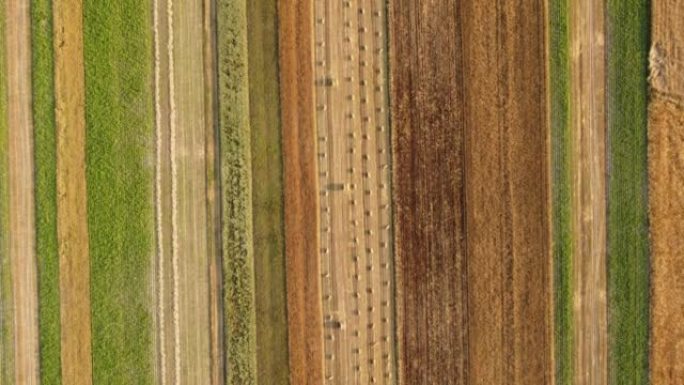 用草捆的田野鸟瞰图。田间作业，收集成熟小麦的干草和稻草。收获的农村土地。
