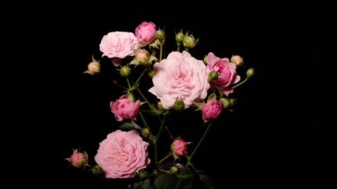 从花蕾到盛开的美丽粉红色玫瑰花朵的延时镜头，在黑色背景上孤立特写。