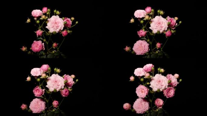 从花蕾到盛开的美丽粉红色玫瑰花朵的延时镜头，在黑色背景上孤立特写。