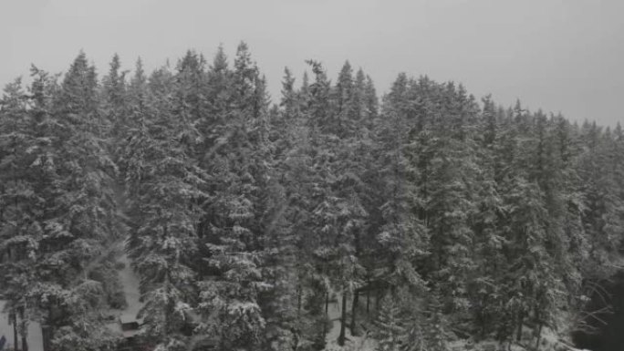 在暴风雪中飞过湖面，然后沿着岸边的松树上升