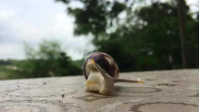 出壳蜗牛