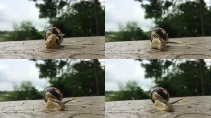 出壳蜗牛