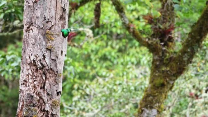 哥斯达黎加灿烂的格查尔 (pharomachrus mocinno) 在飞行中飞行，将鸟巢留在空心树