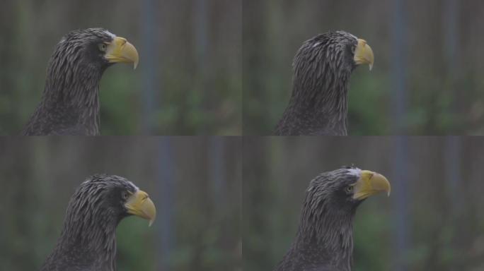 斯特勒海雕 (Haliaeetus pelagicus)。野生动物。稀有鸟类的细节肖像。美丽骄傲鸟的