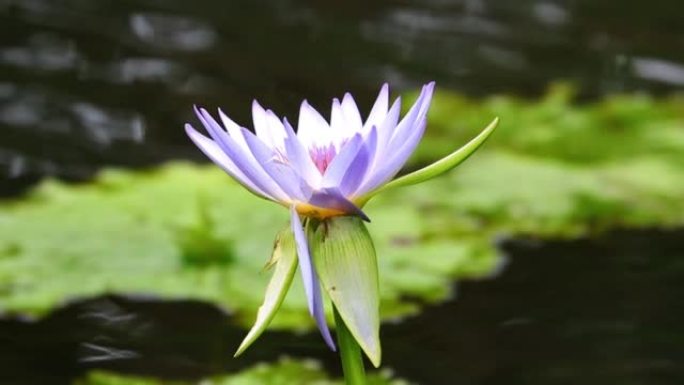 可爱的紫色水莉莉在澳大利亚新南威尔士州悉尼公园池塘的风中挥动