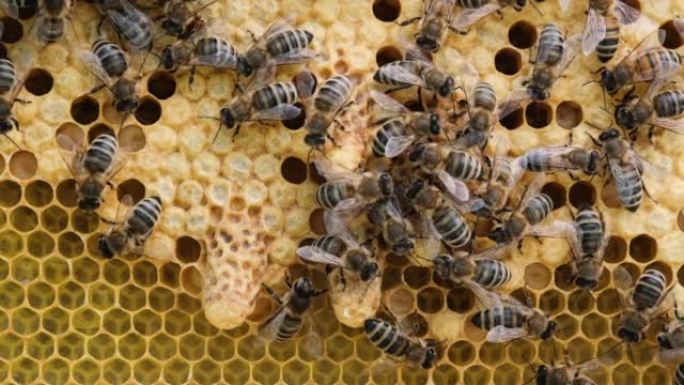 未来的蜂王在蜡茧中发育。蜜蜂制造茧，照顾未来的蜂王。