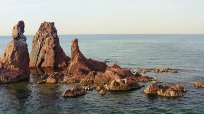 斑海豹在海边的岩石上晒太阳。可爱的斑点海豹