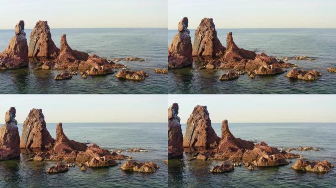 斑海豹在海边的岩石上晒太阳。可爱的斑点海豹