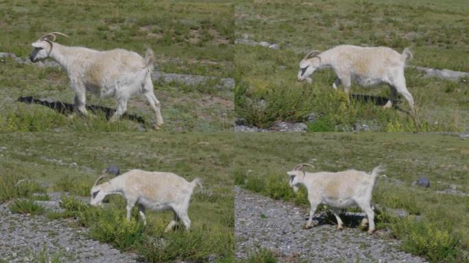 一群绵羊在阿尔泰山的绿色牧场上凝视，行走和休息。俄罗斯西伯利亚。