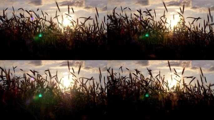 日落时的黑麦耳朵野花野草芦苇塘河堤