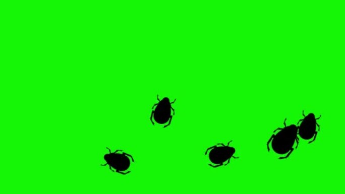 群虫行走动画绿屏色度键