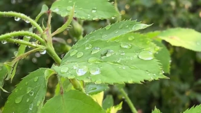 美丽的水滴透明雨水在绿叶特写户外