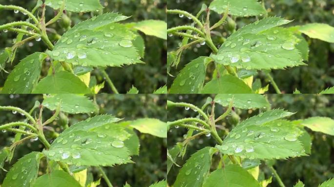 美丽的水滴透明雨水在绿叶特写户外