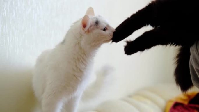 猫的介绍。一只白猫嗅着黑猫的爪子。