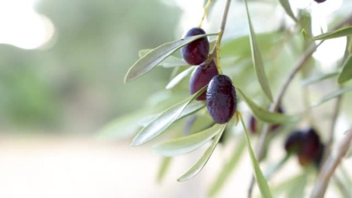 带有黑橄榄的橄榄枝，原产地来自西班牙Bajo Aragon