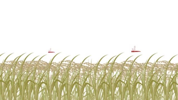 这是一个飞舞的水稻植物和红蜻蜓在风中摇曳的动画视频。可循环