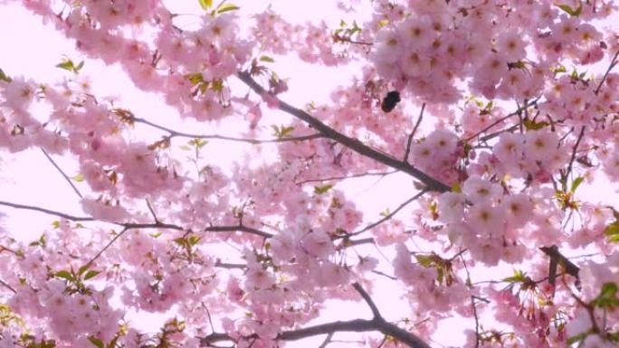 大黄蜂在阳光的背景下给樱花花授粉，阳光穿过树叶，树枝上的粉红色樱花花。