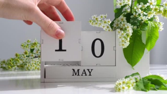 5月10日。女性手在日历上设定日期。春季。白色的立方历在桌上的花。在一个月内更改日期。假日日。日历上