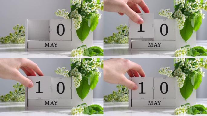 5月10日。女性手在日历上设定日期。春季。白色的立方历在桌上的花。在一个月内更改日期。假日日。日历上