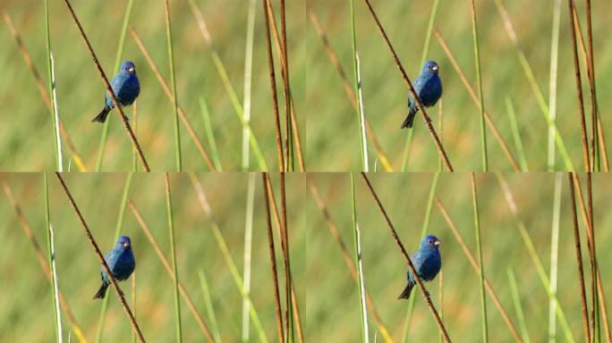 靛蓝彩旗，墨西哥草丛鸟儿珍惜保护鸟类