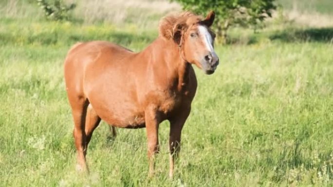 一匹美丽的红马站在田野中间，看着镜头。