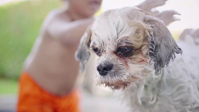 小男孩在浴缸里冲洗一只西施犬