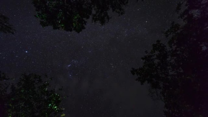 热带森林上空的星空，延时视频