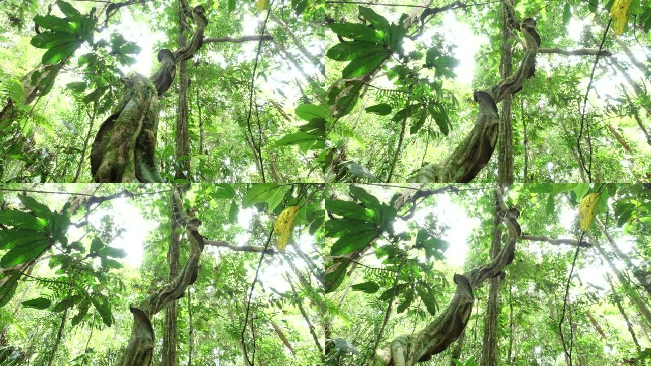 仰望雨林树冠追踪镜头