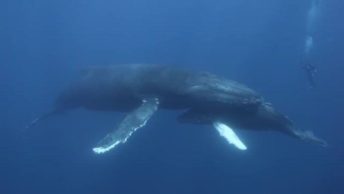 座头鲸母亲和小牛在太平洋水下。