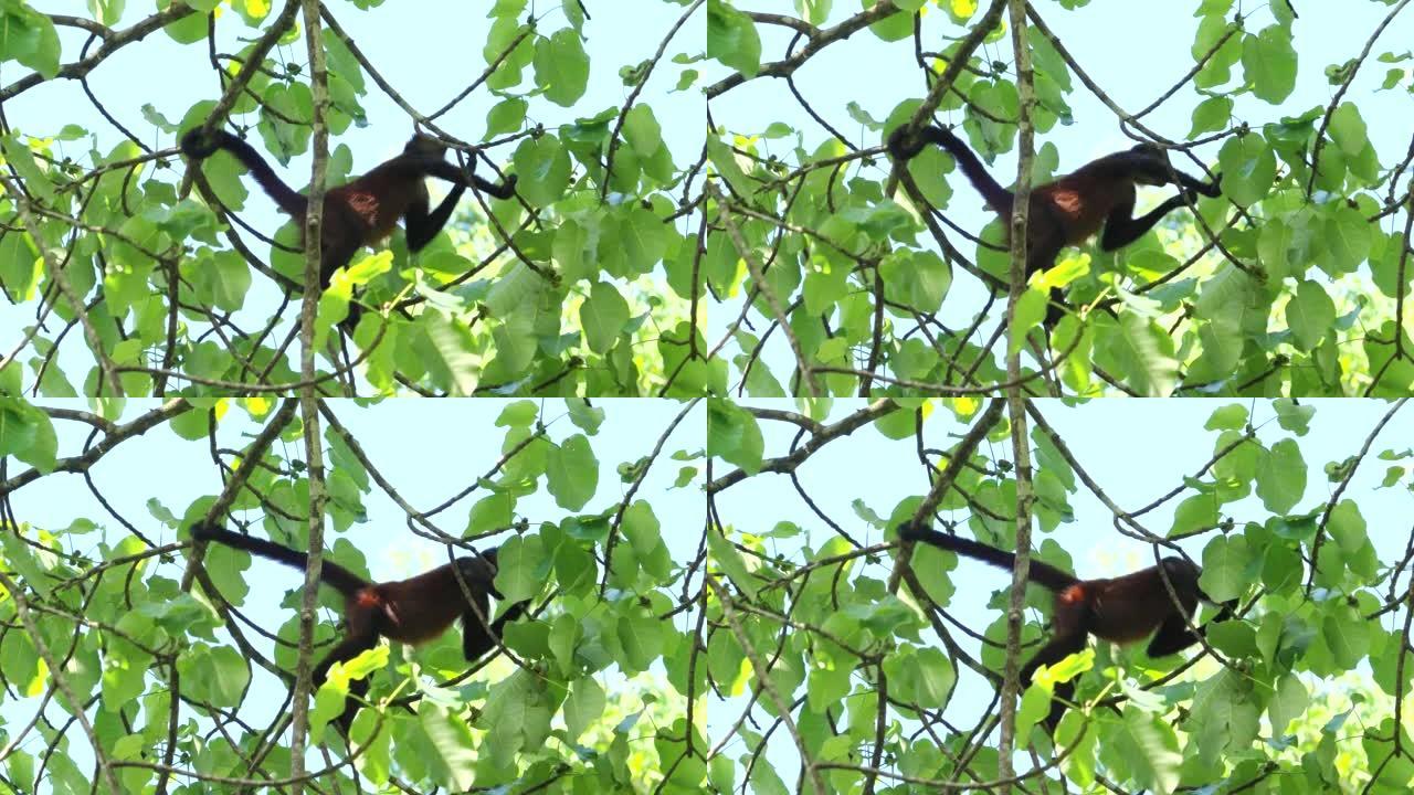 无花果树上的蜘蛛猴采摘并吃水果