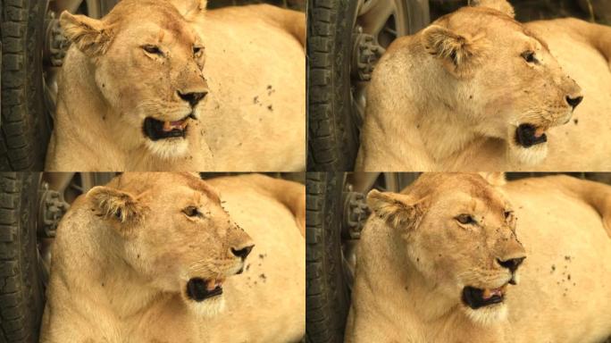 一只怀孕的母狮的特写镜头不小心躺在野生动物园汽车的车轮旁