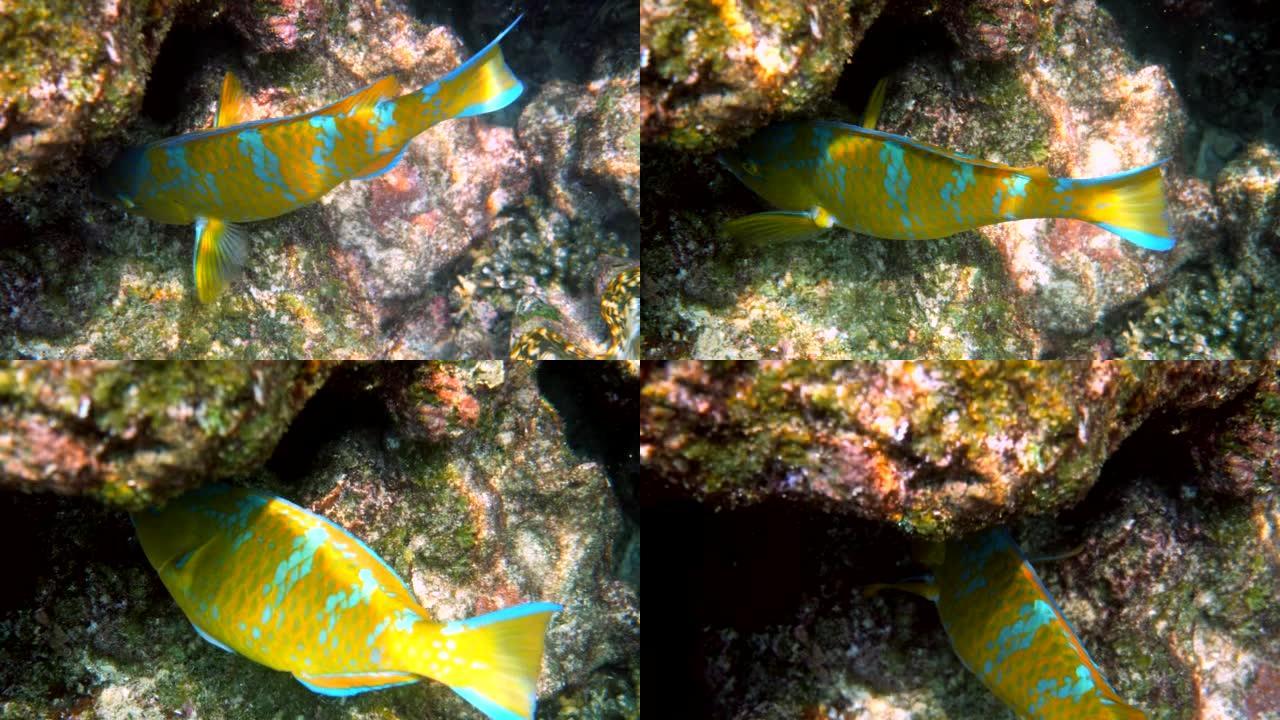 彩色美丽的蓝纹鹦嘴鱼在珊瑚礁中游泳的水下视频。在安达曼海的鹦鹉鱼，Scarus ghobban，奶油