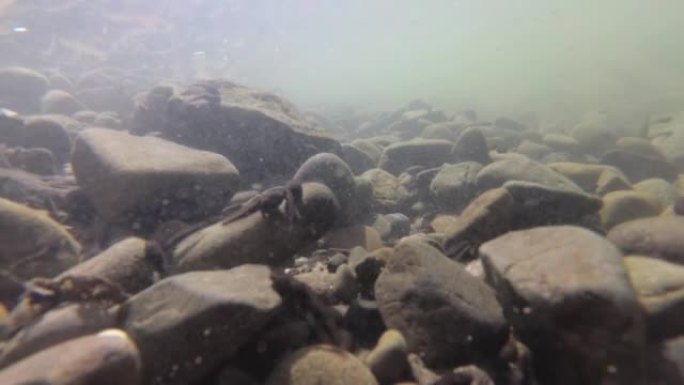 山区河流中的一群蝌蚪